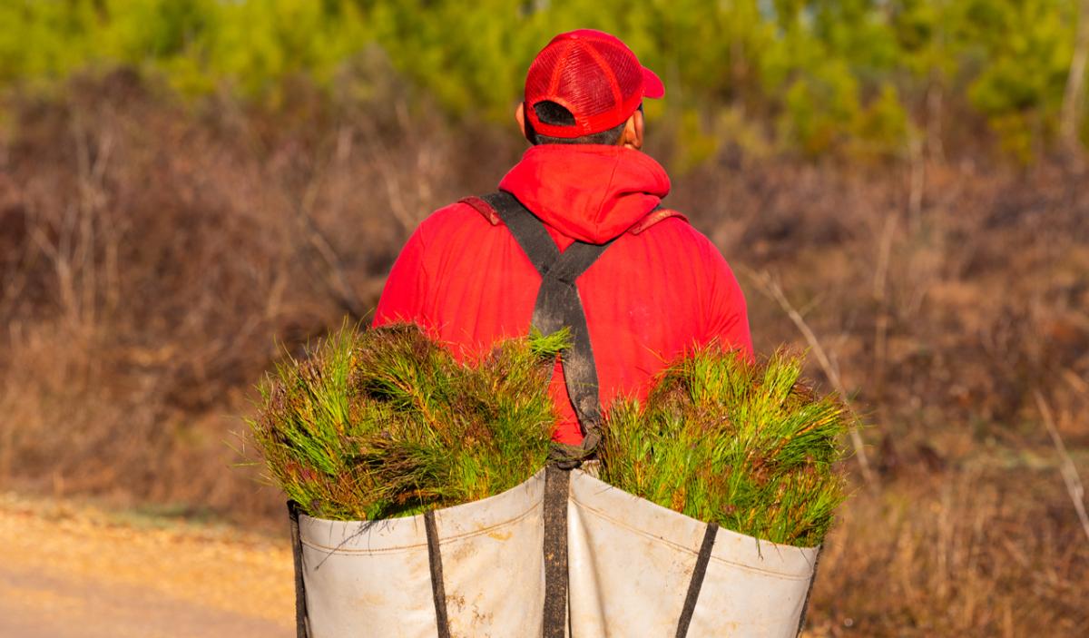 person dressed in red carrying canvas bags of branches on their back
