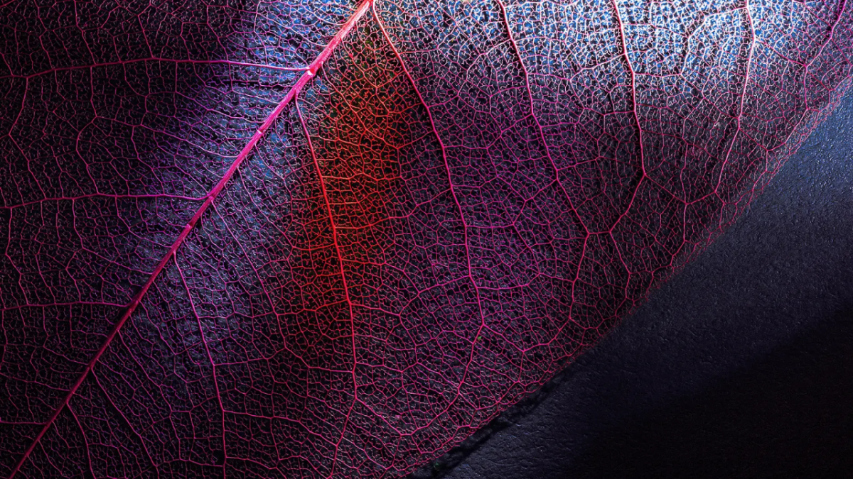 veins in a red leaf