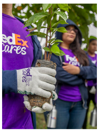 Close up of a volunteer holding a plant.