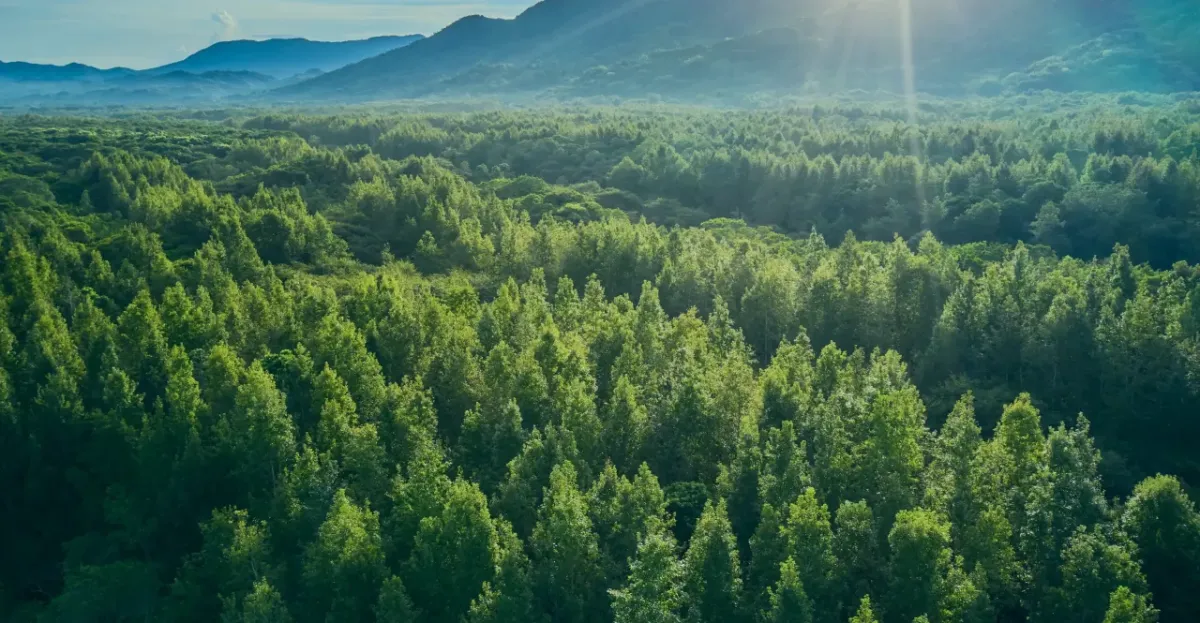 Aerial view of a lush green forest with sunlight streaming over distant mountains.
