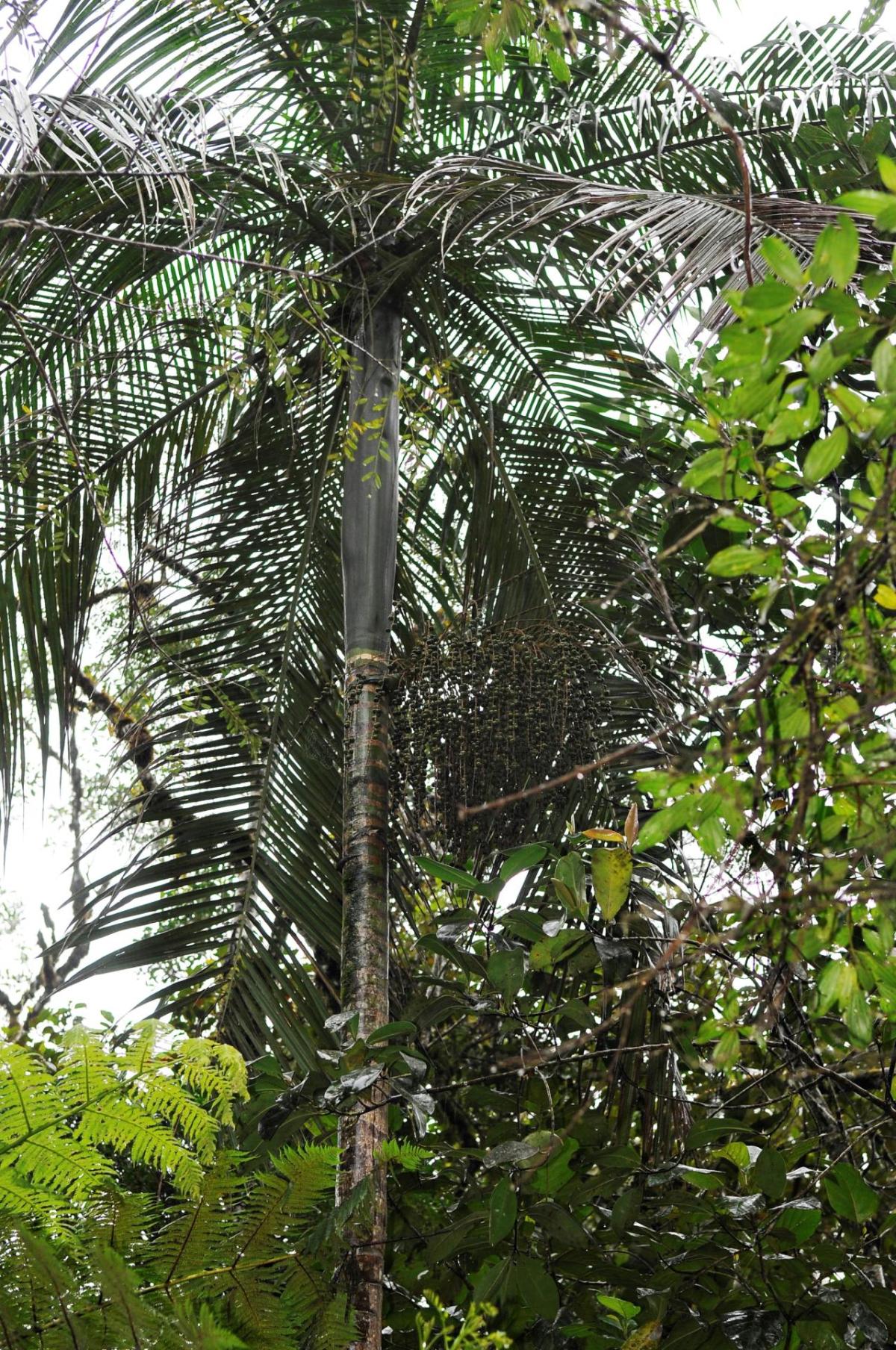 The Juçara Palm mother tree