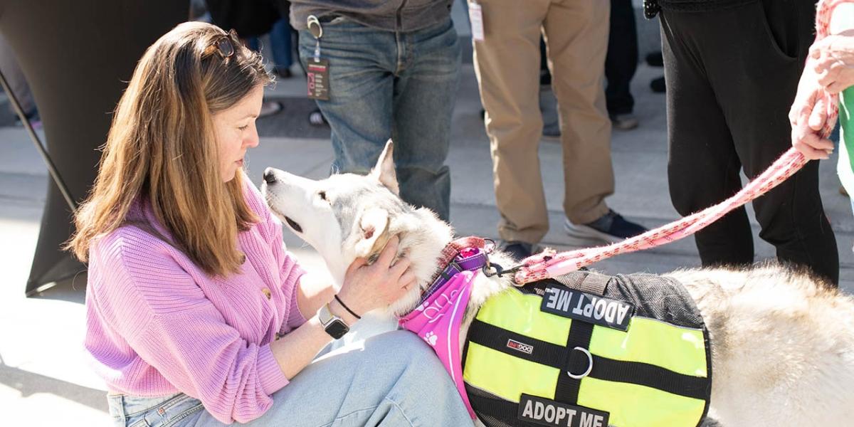 A person petting an adoptable dog