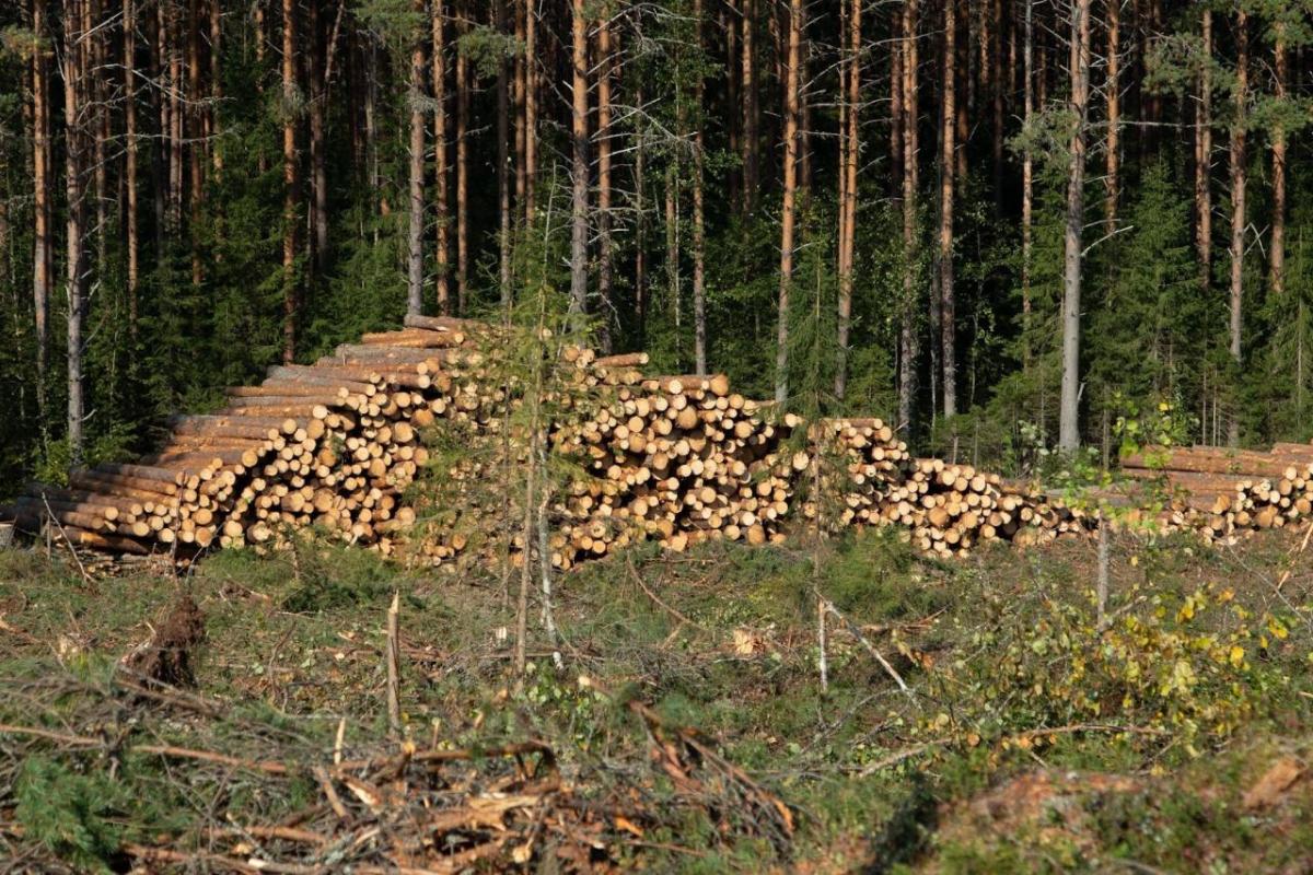 A far view of a stack of cut timber in a forested area.