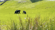 Three chimps walking in the grass