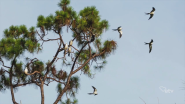 birds roosting in tree