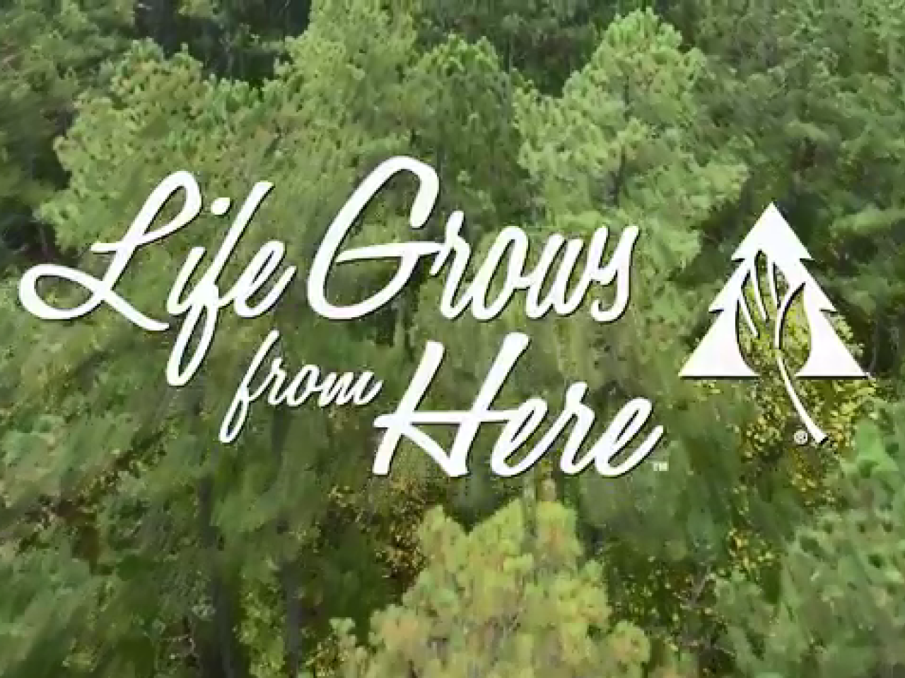 "Life Grows From Here" over an aerial view of a forest.