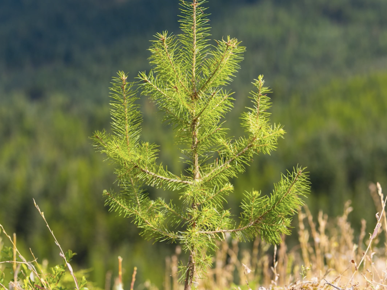 tree