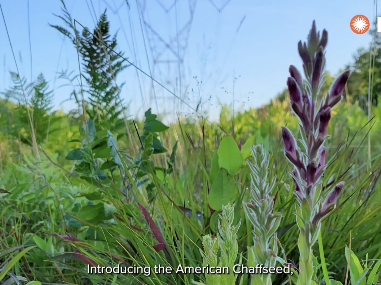 American Chaffseed
