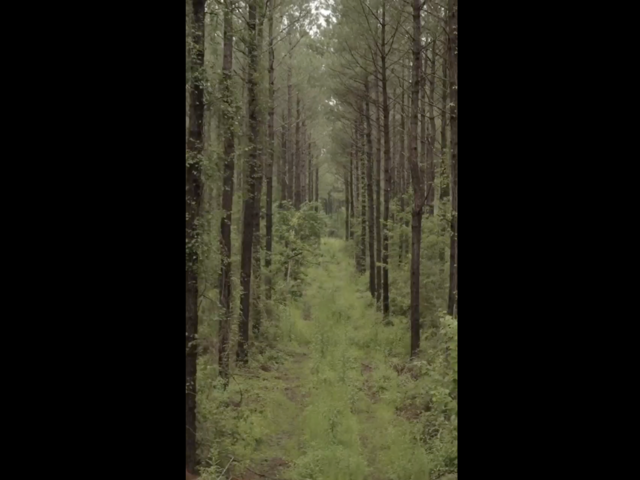 Path through the forest