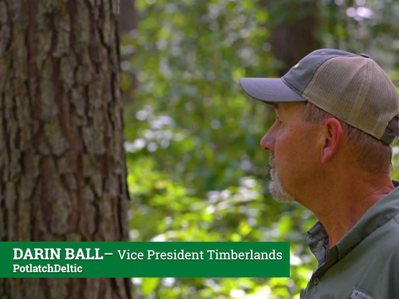 Vice President of Timberlands