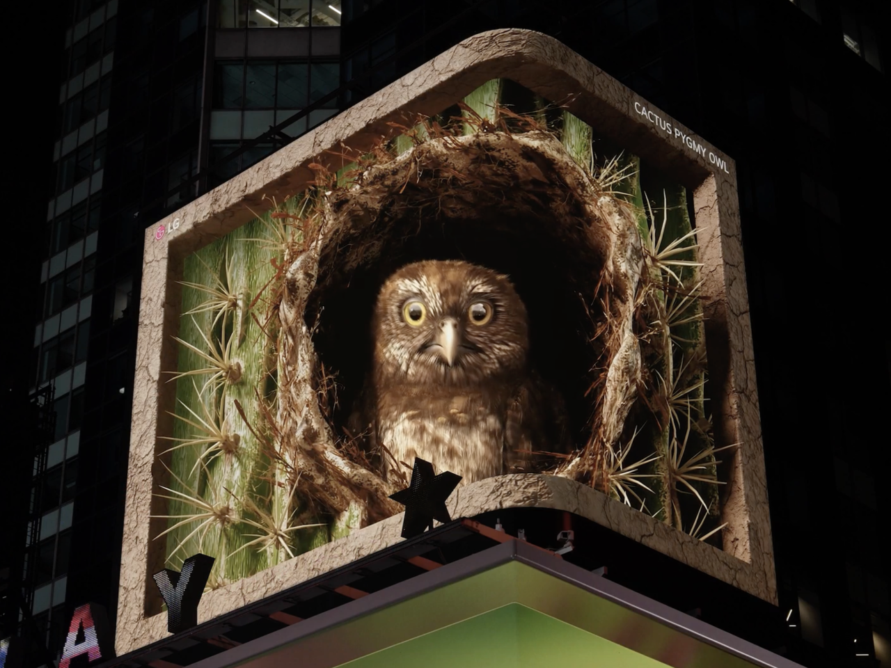 pygmy owl on large screen