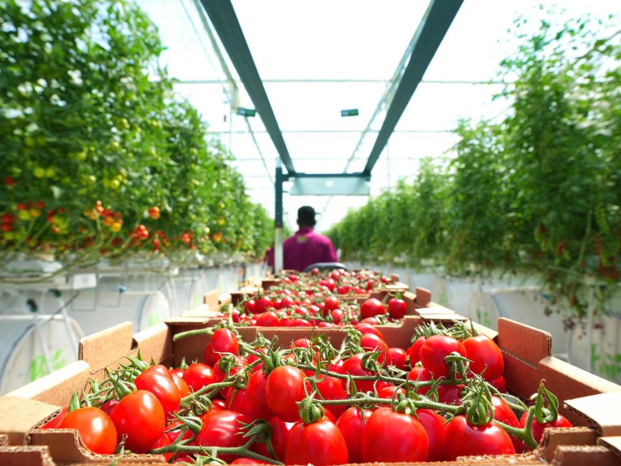 tomatoes being packed in greenhouse