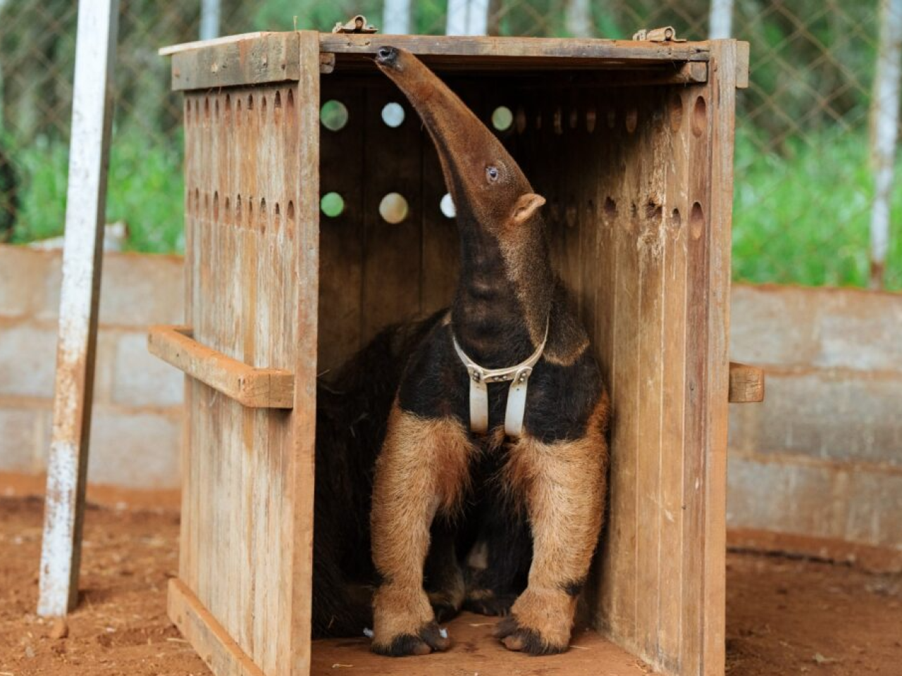 Giant anteater