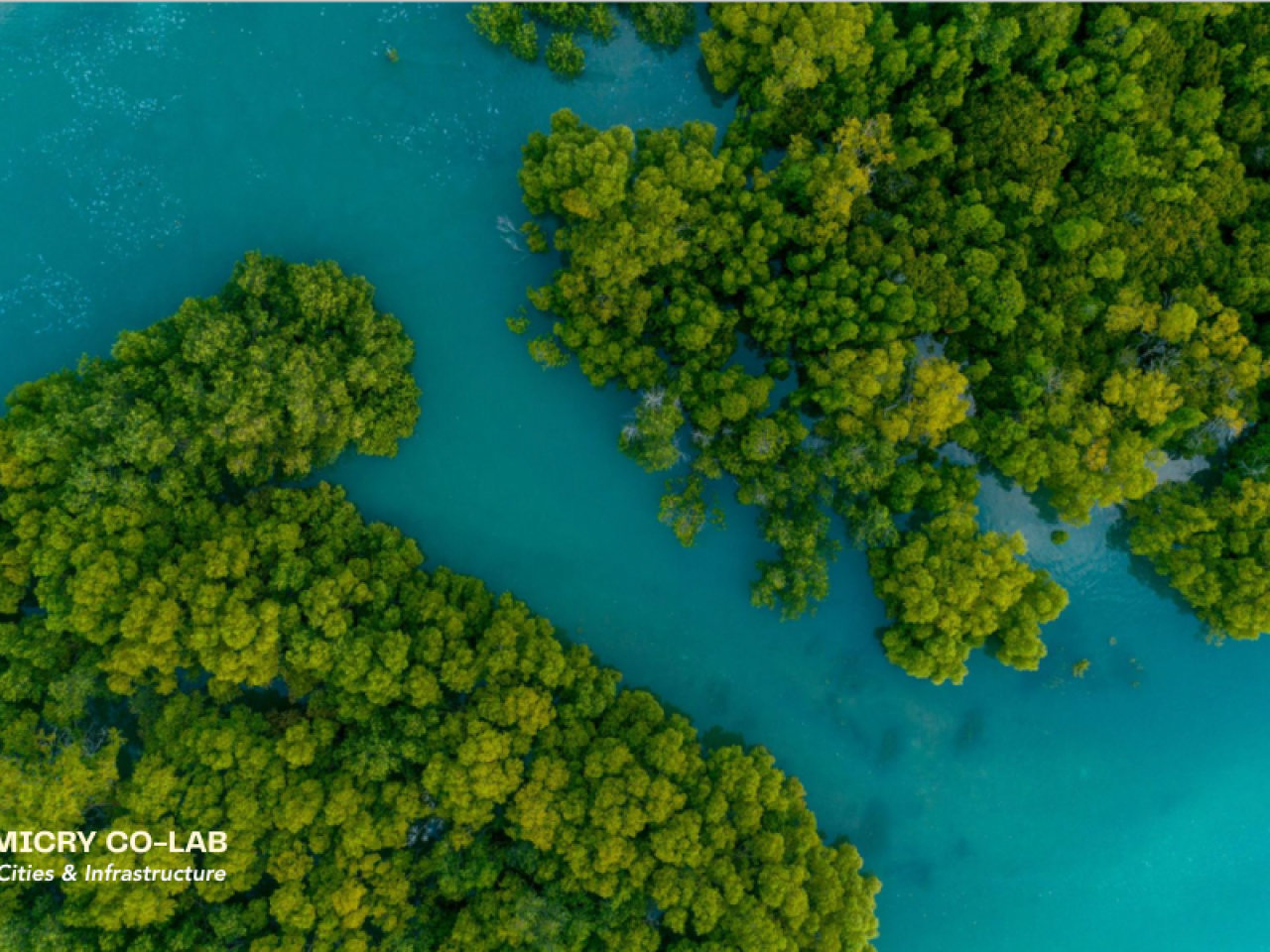 Nature image from the Biomimicry Institute
