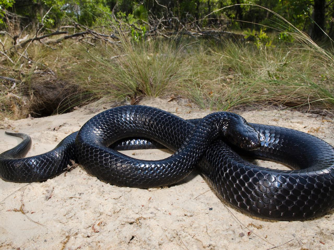 eastern indigo snake 