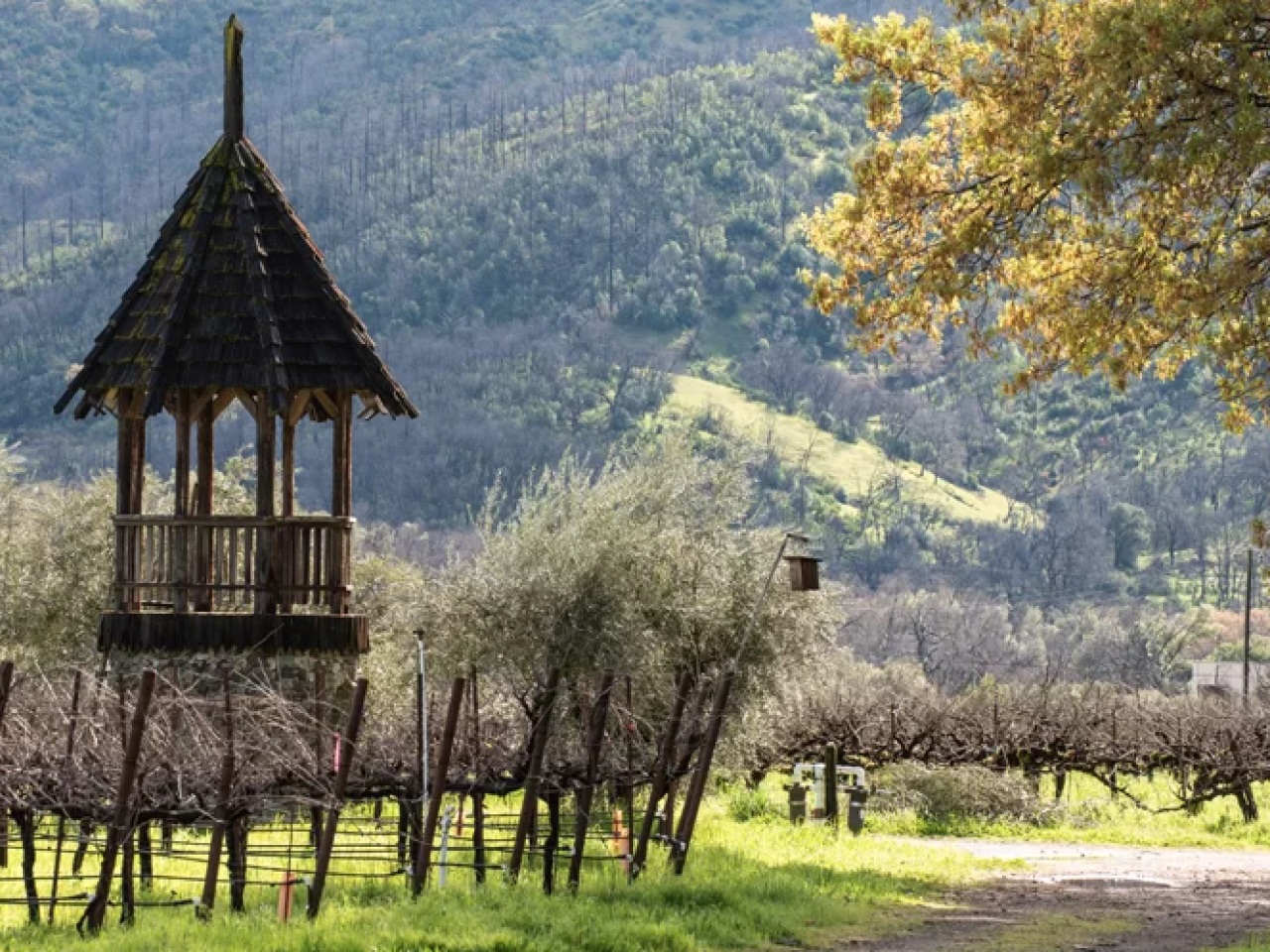 Frey Vineyards in Northern California