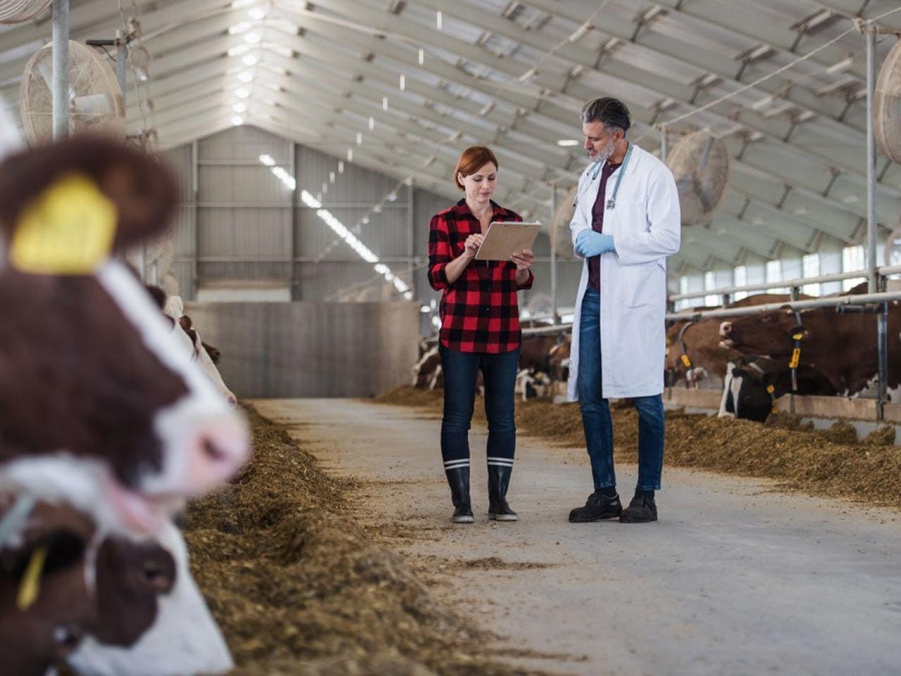 Two people look at a clipboard in a bard with cows