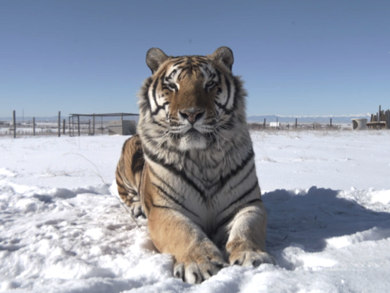 tiger