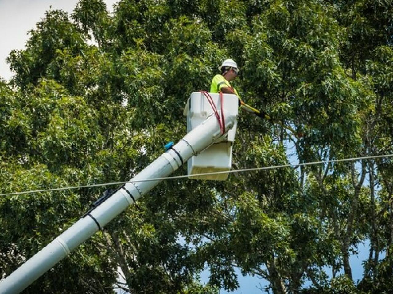 Worker in cherry picker in front of a tree