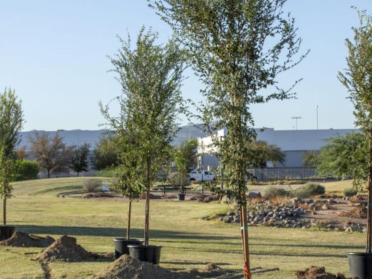 Trees lined up in a field ready to be planted 