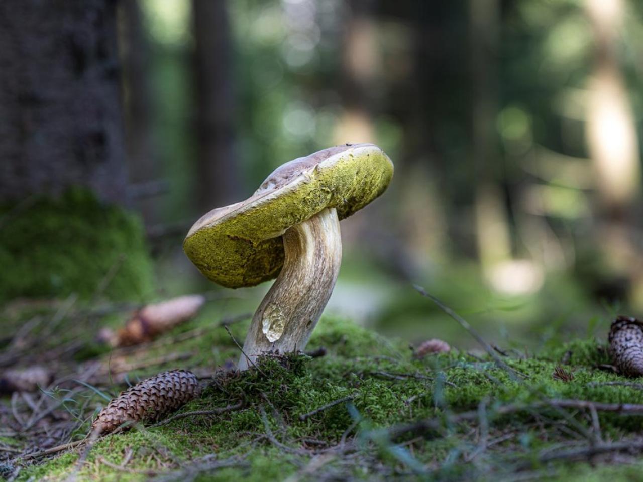 Close up of a mushroom in a forest