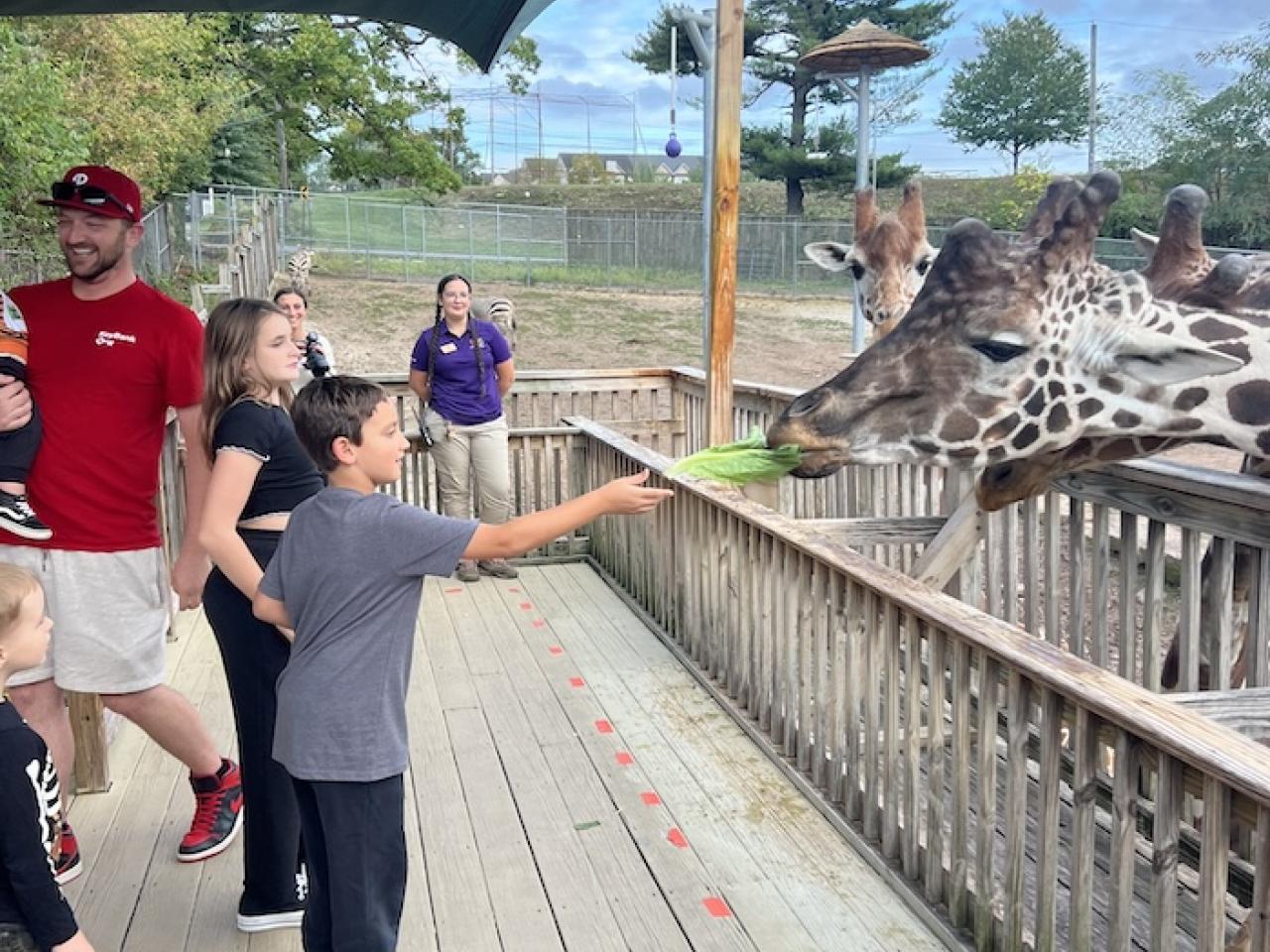 Young boy feeding giraffes at the zoo.