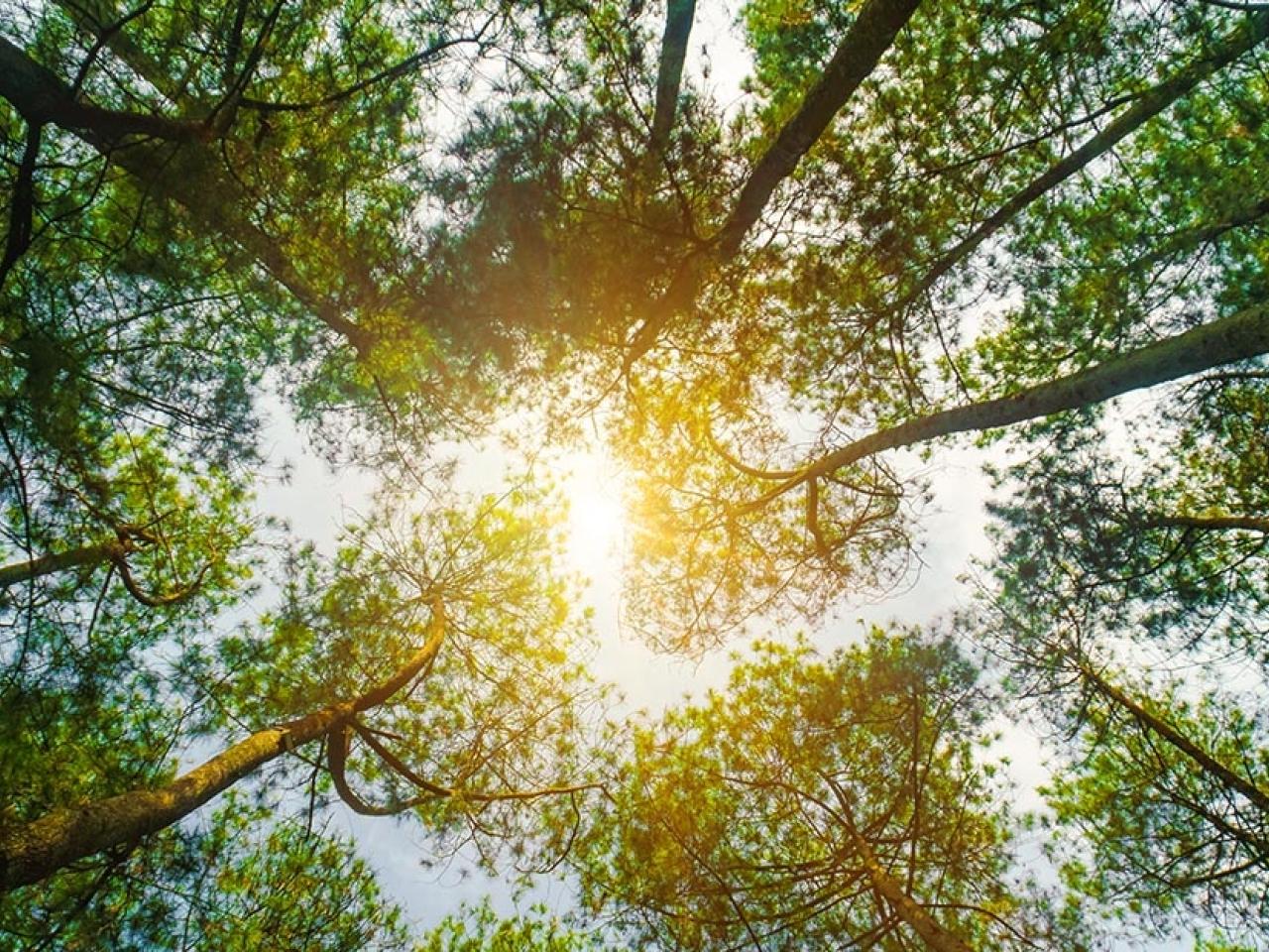 Looking up to the tops of dense trees. Sun Shining in the middle.