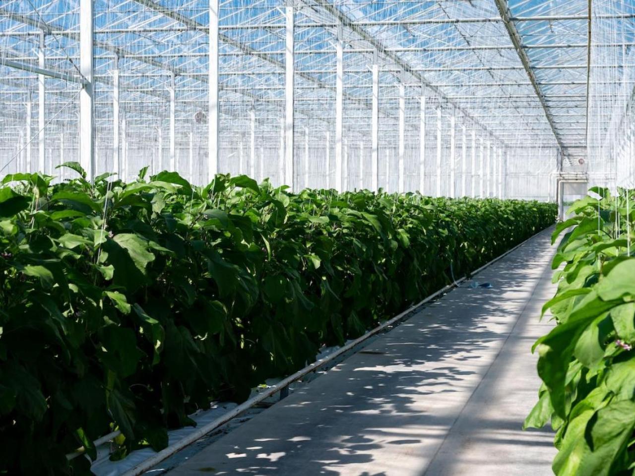 Inside a greenhouse farm
