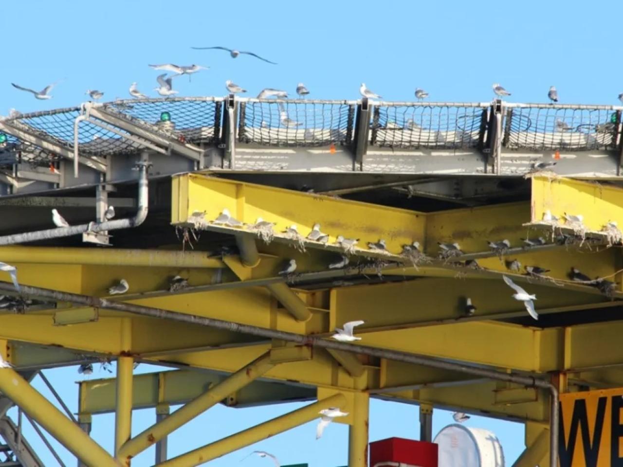 hundreds of sea birds flying and nesting on a large industrial platform