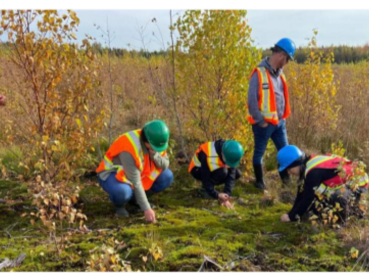 People in hard hats and high-vis vests, some crouched and inspecting the ground in a grassy area.