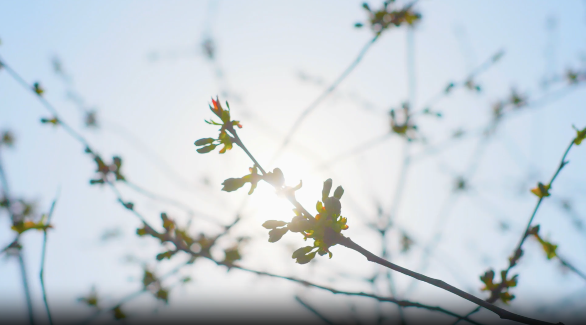 tree buds