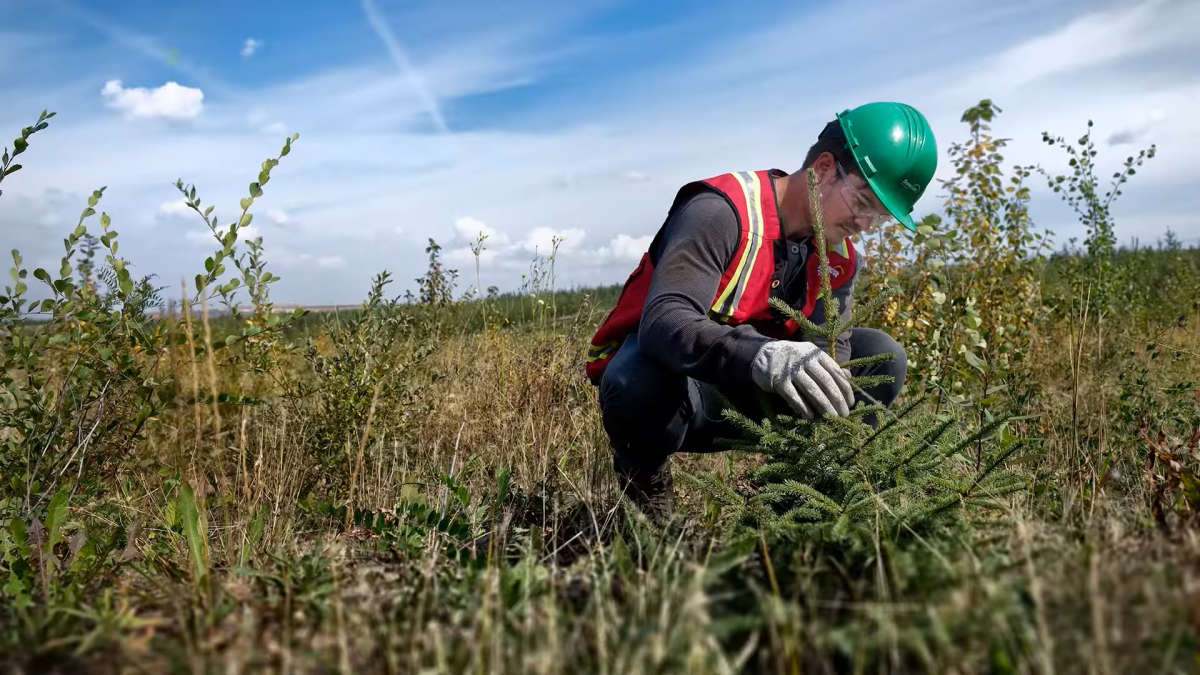 Person checking tree seedlings