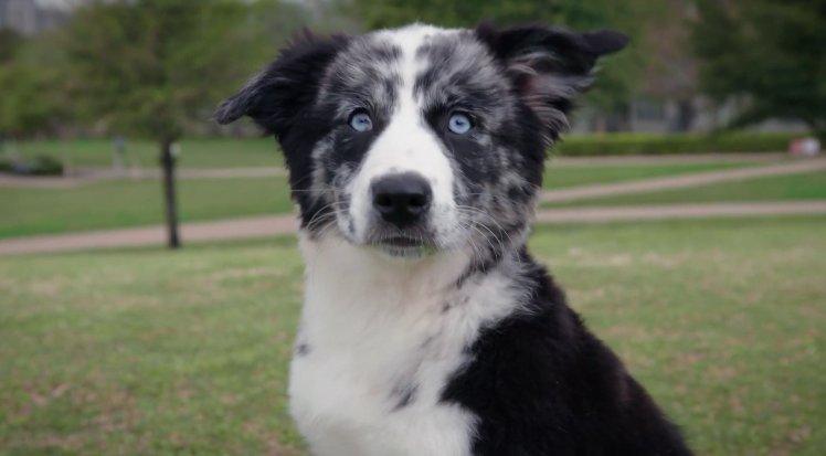 headshot of a puppy 