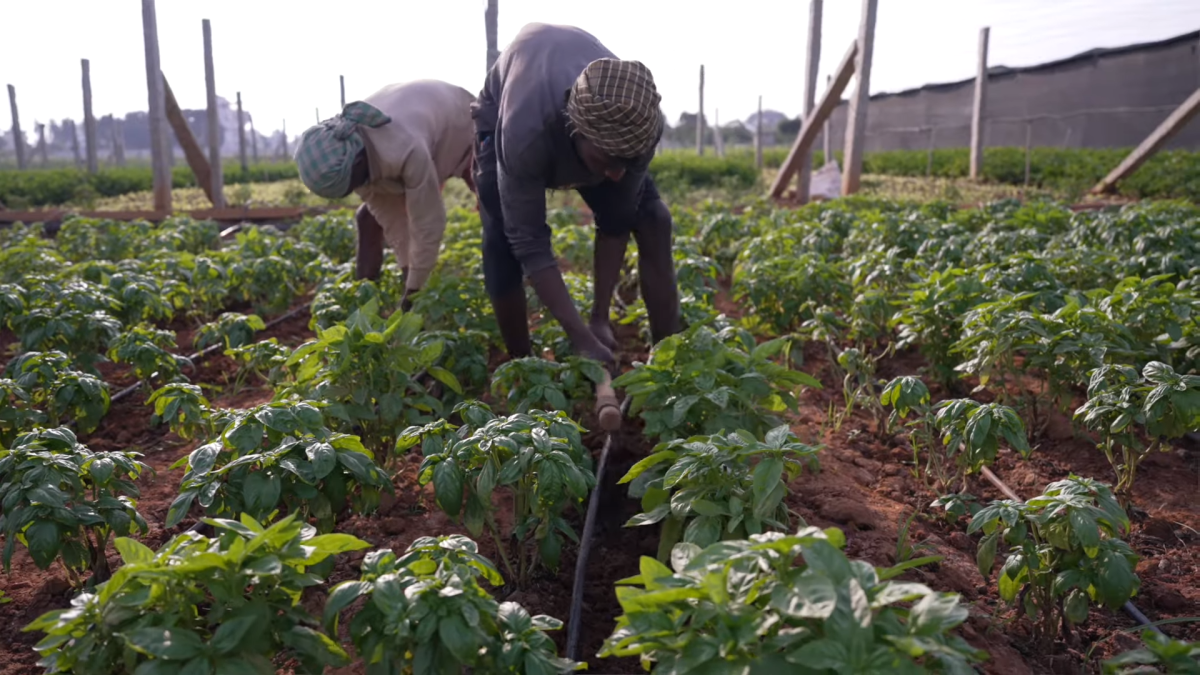 People harvesting crops 