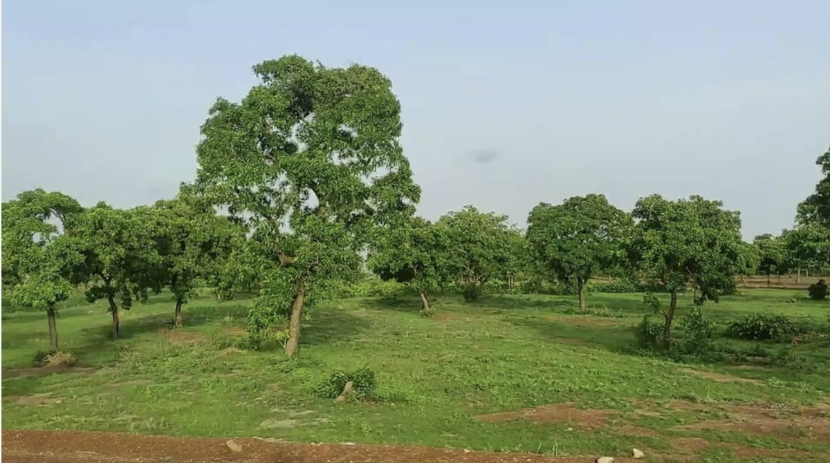 grass and trees