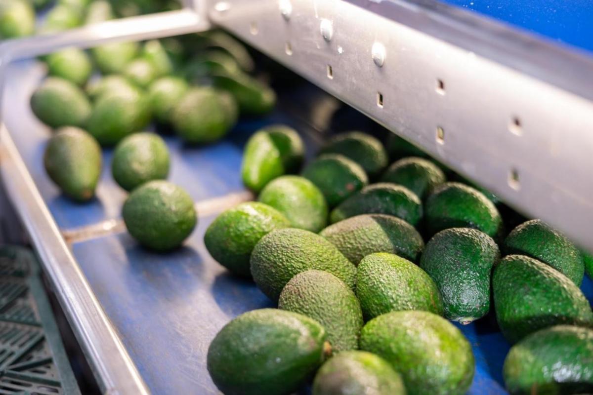 Avocados on a conveyor belt