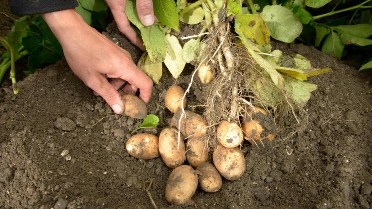 potato plant