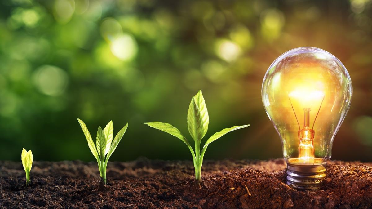 3 small growing plants leading to an illuminated light bulb