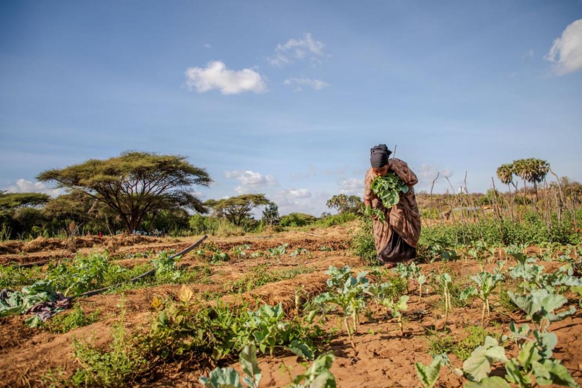 Shinda Yussuf, a member of the Habsa Women Group, tends to her crops.