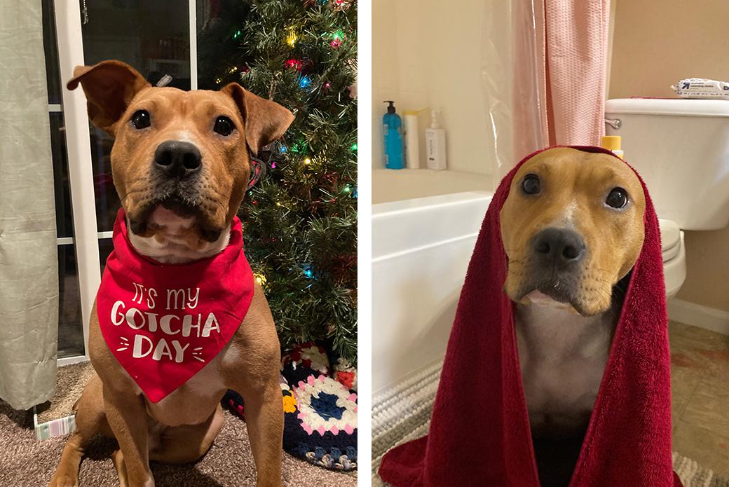 Side by side images of a dog, one with a bandana that says "It's my gotcha day" and another with a red towel hanging over the back of its head