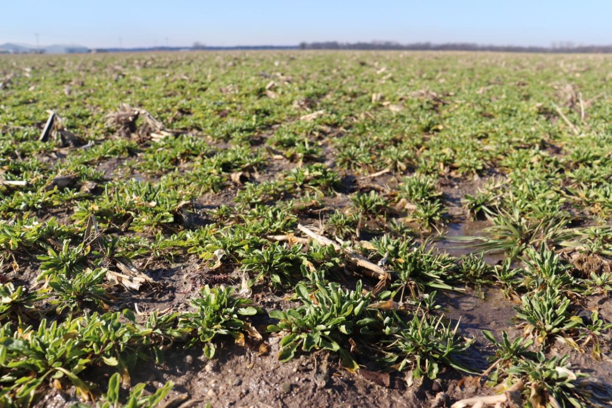 CoverCress growing in a field