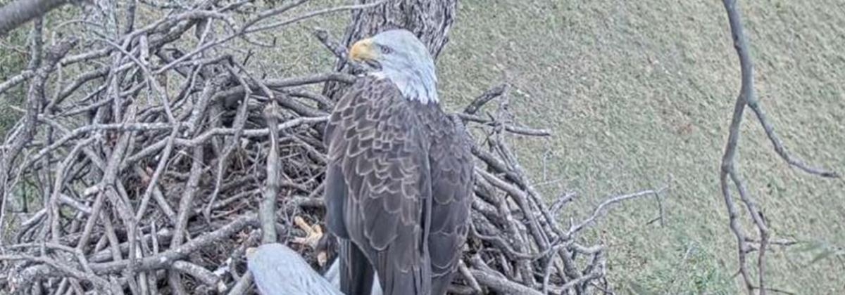 bald eagle perched on a nest