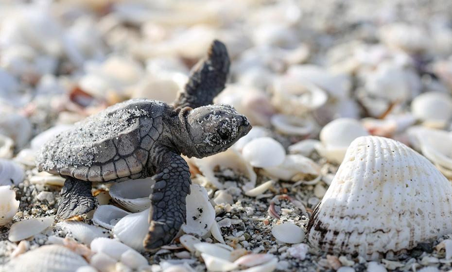 Turtle on a beach