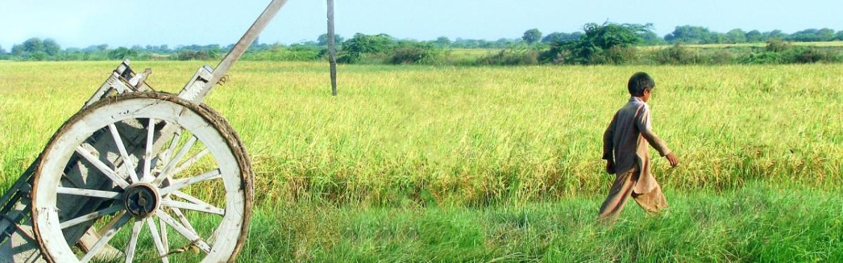 photo of a boy walking in a field (Getty Images)