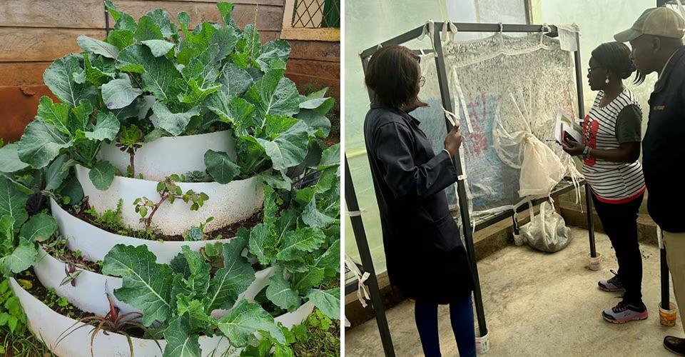 Two separate photo's, photo on the left is of crops, photo on the right is people looking at black soldier flies