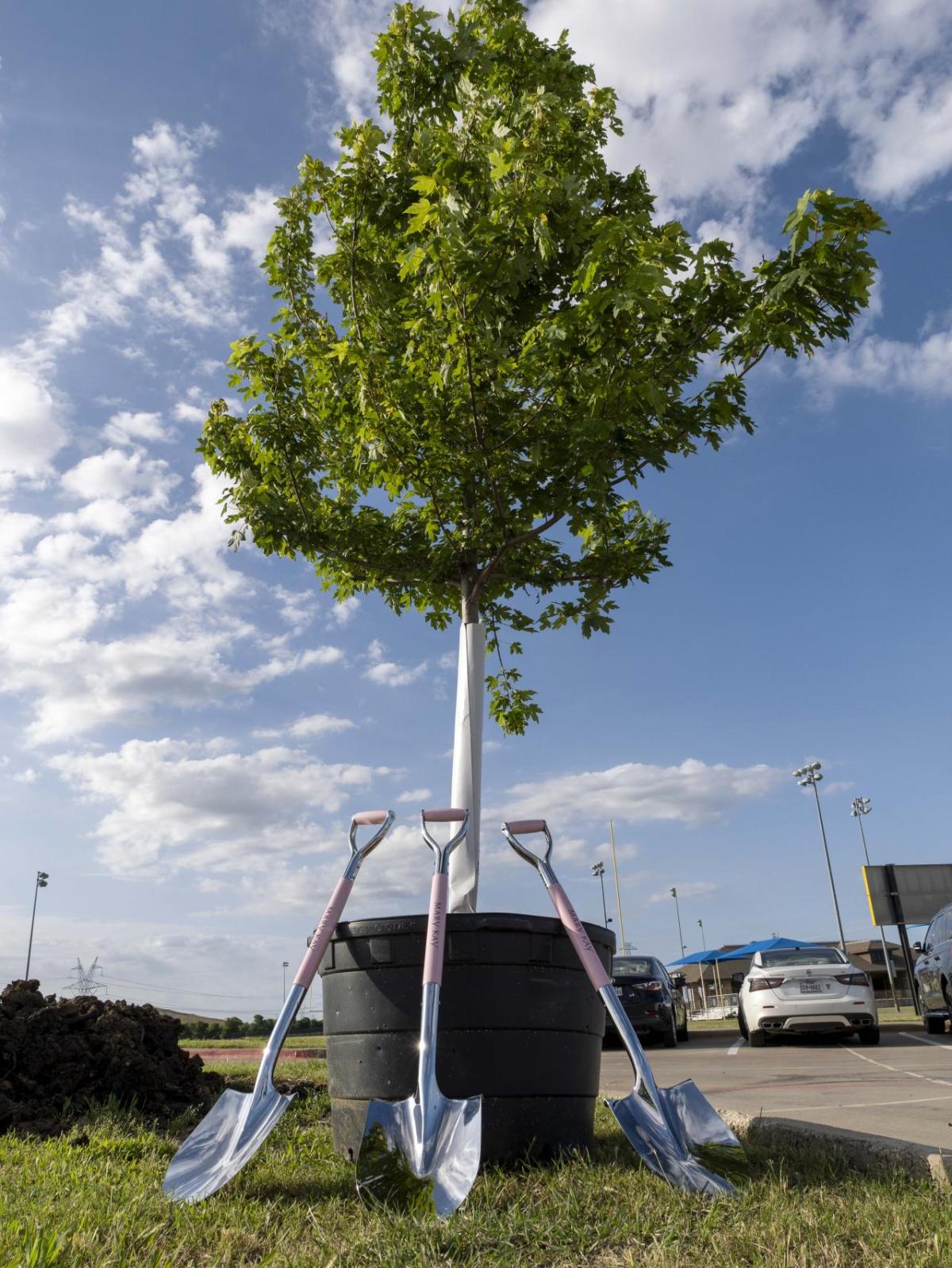 A tree with three shiny shovels leaning against it