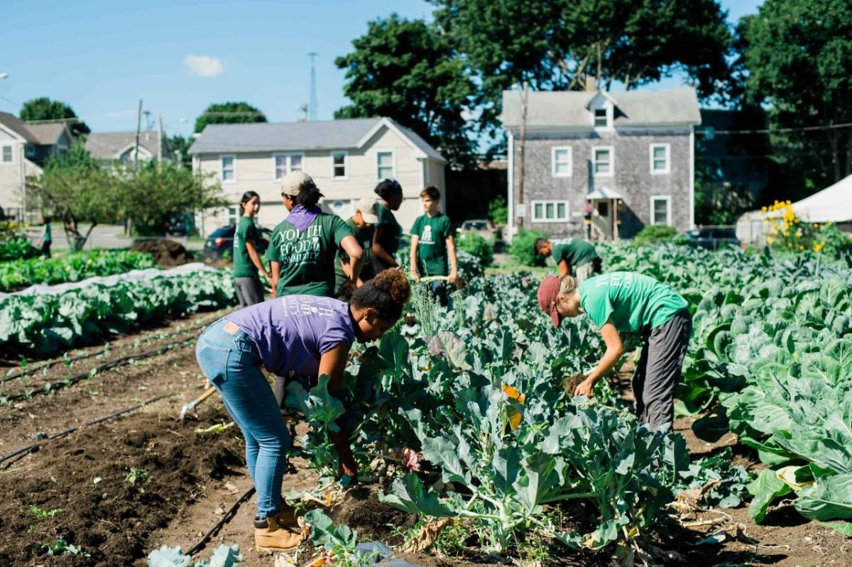 People working in a garden