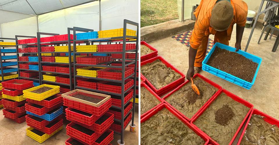 Two separate photo's of Black Solider Fly bins