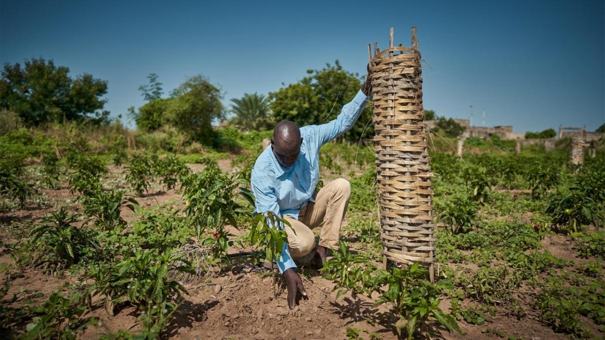 person tending young trees