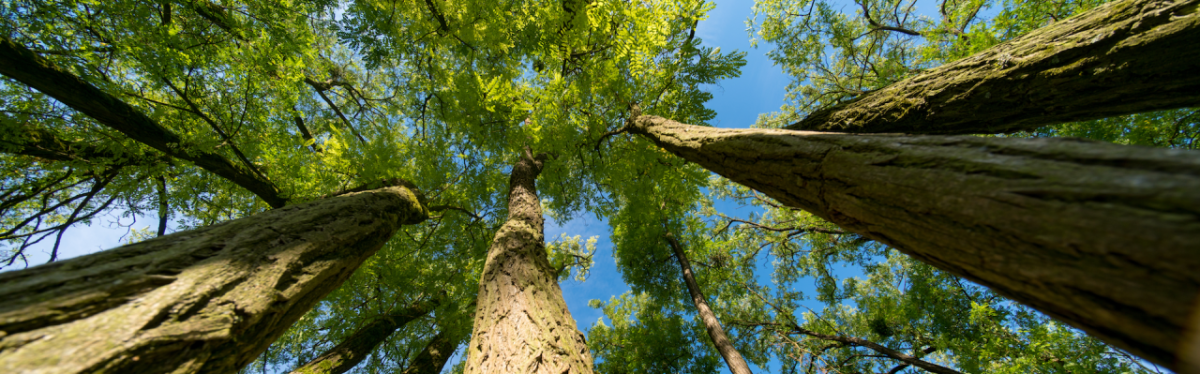 looking up though a tree canopy